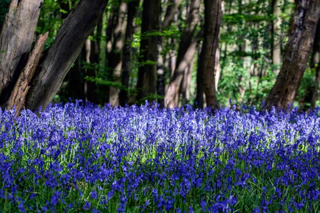 Heartwood Forest