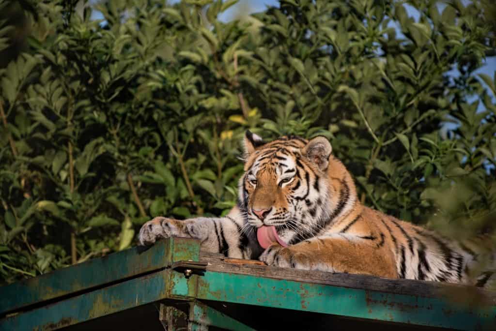 Marwell Zoo