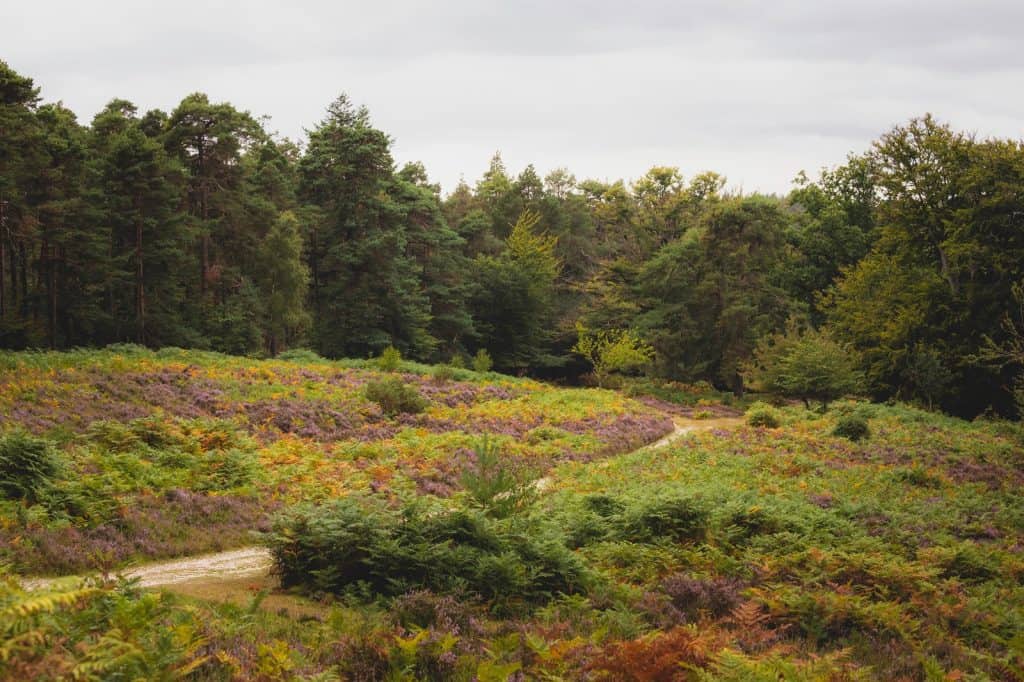 New Forest