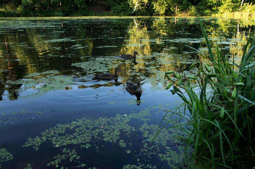 Rickmansworth Aquadrome