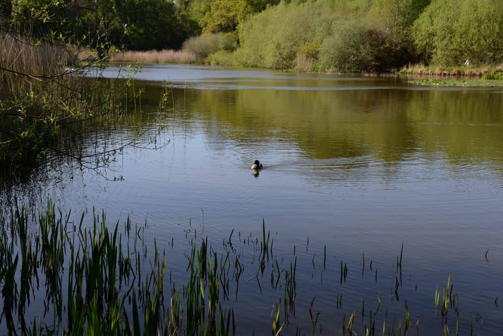 Southampton Common