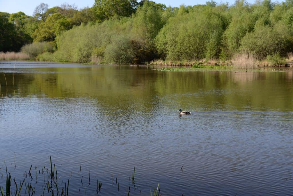 Southampton Common