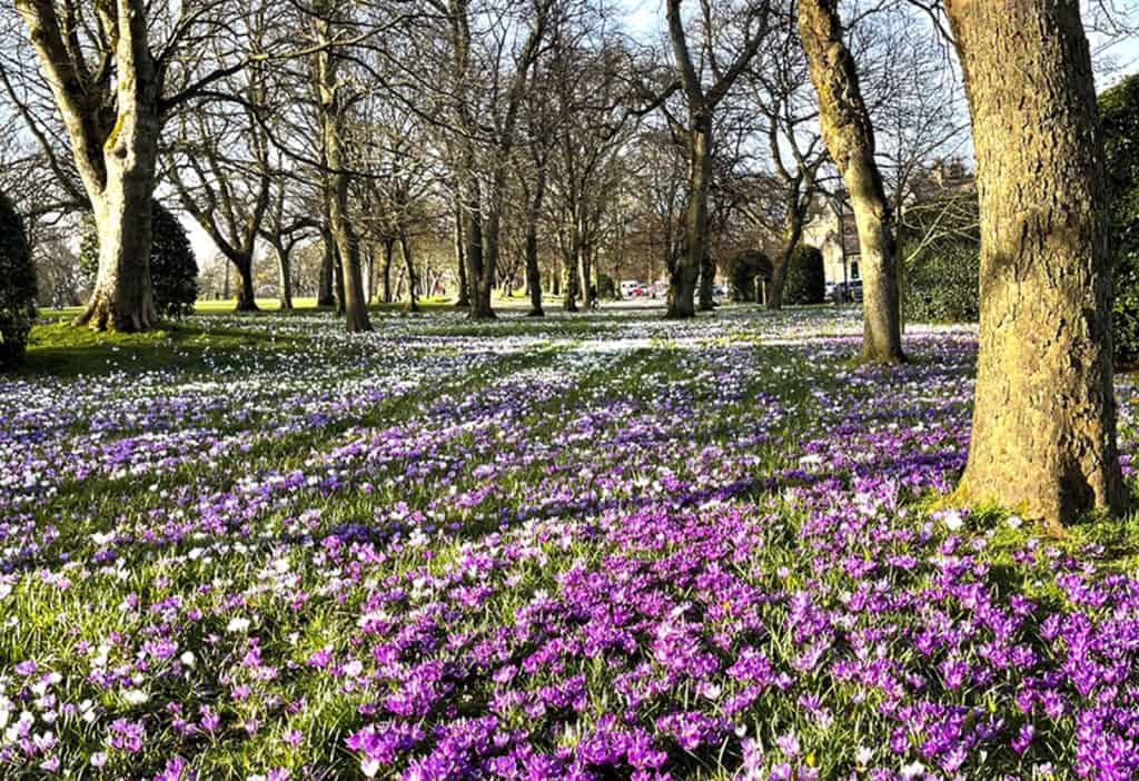 Lister Park