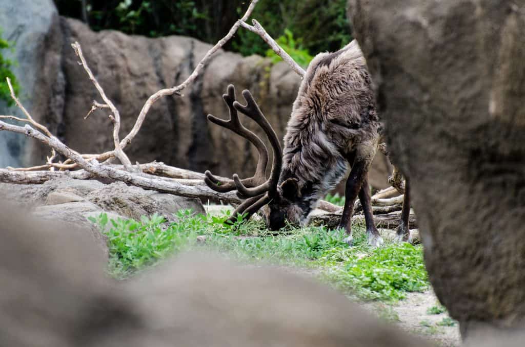 Assiniboine Park Zoo