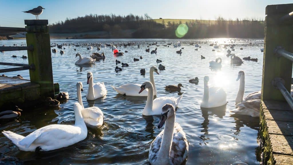 Herrington Country Park