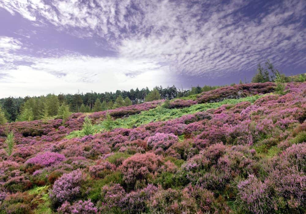 The Wicklow Way