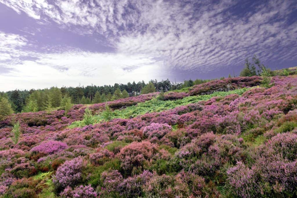 The Wicklow Way