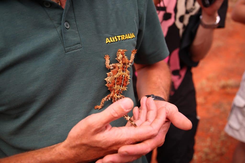 Alice Springs Reptile Centre