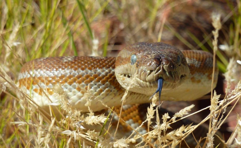 Alice Springs Reptile Centre