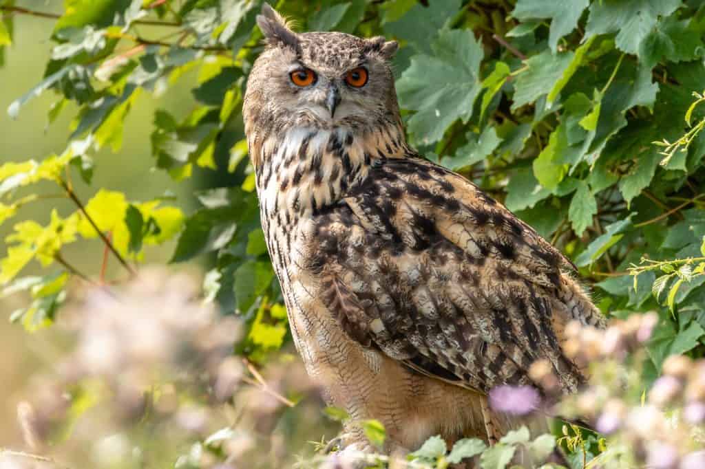 Barn Owl Centre