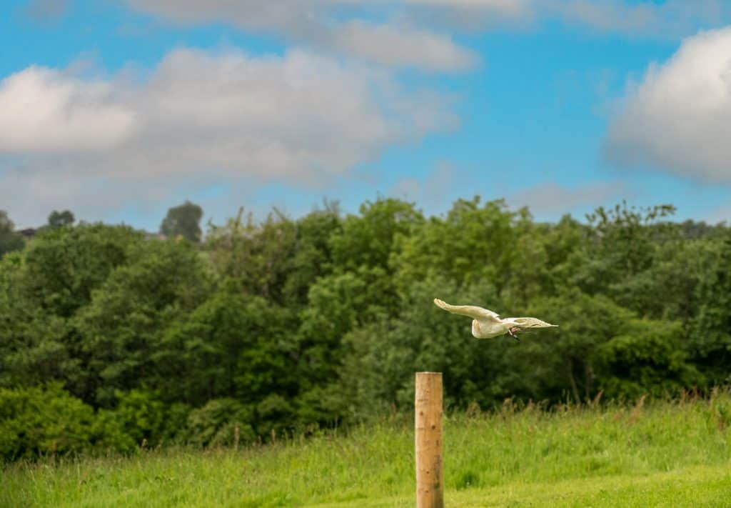 Barn Owl Centre