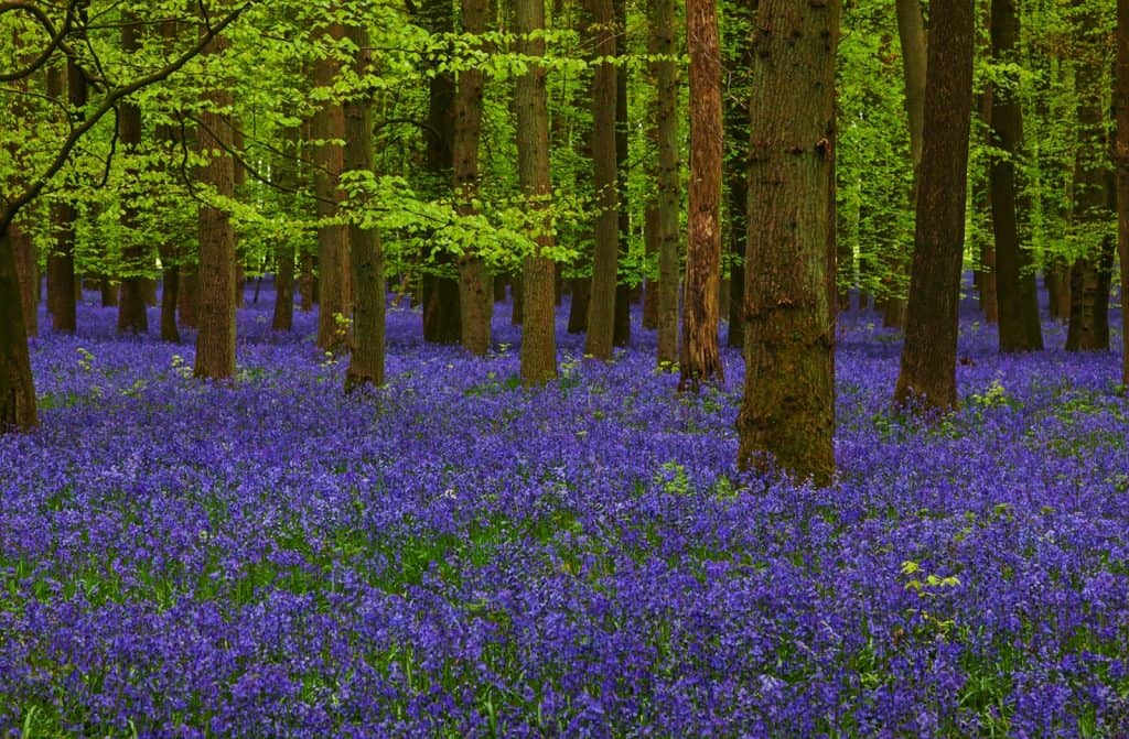 Bluebell Wood Hertfordshire