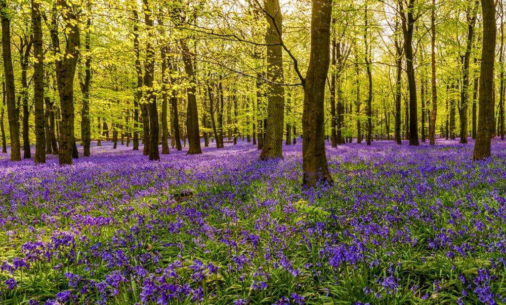 Bluebell Wood Hertfordshire