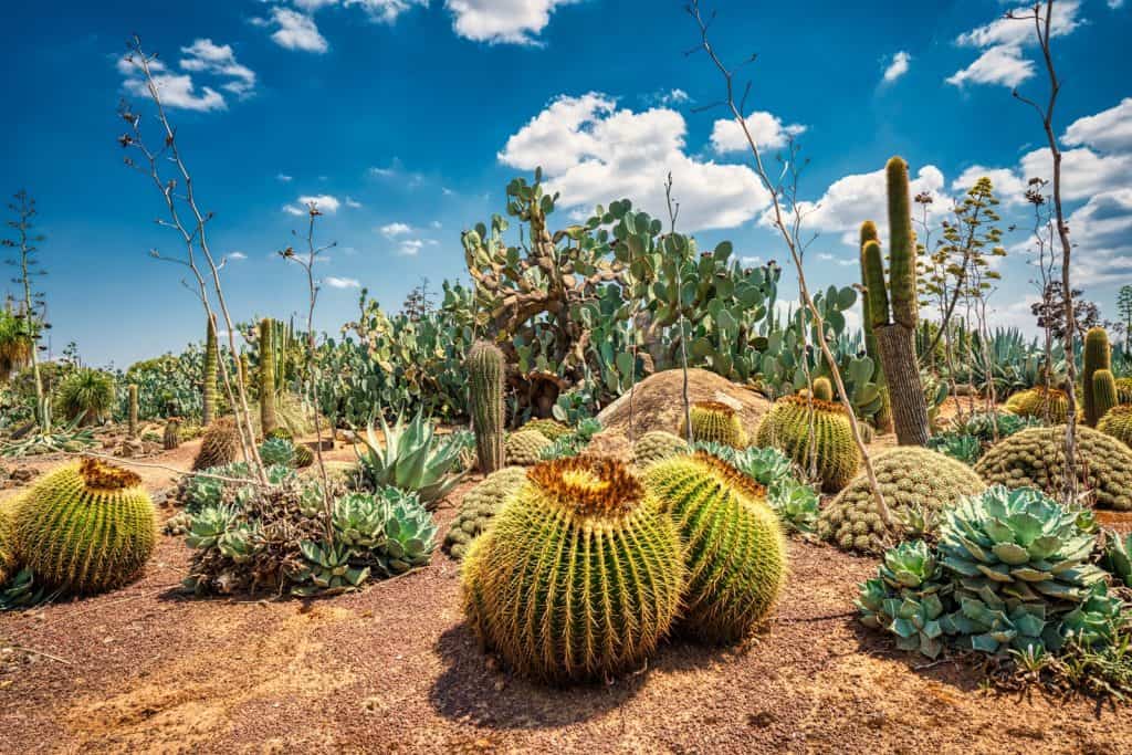 País de los Cactus