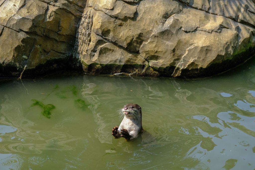 Zoológico de Colchester