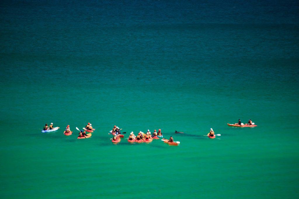 Delfines Byron Bay