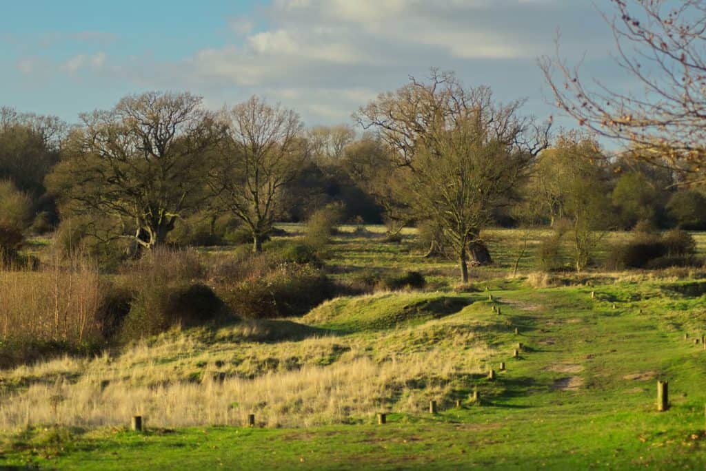 Bosque de Hatfield