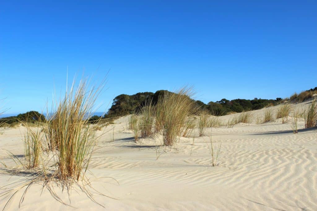 Henty Dunes