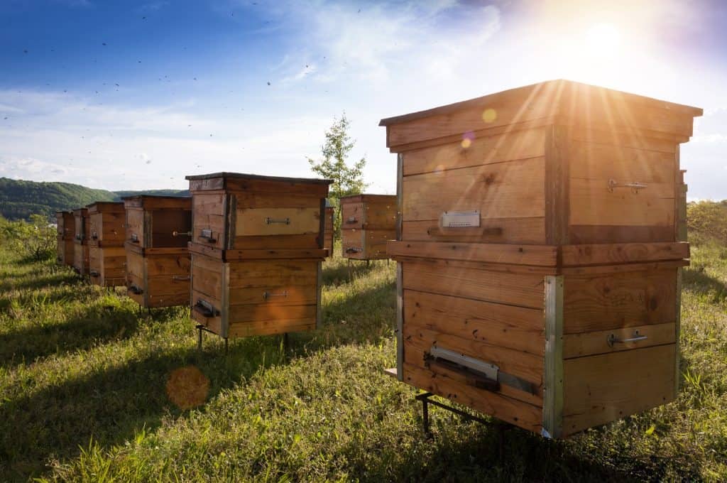 Huka Honey Hive