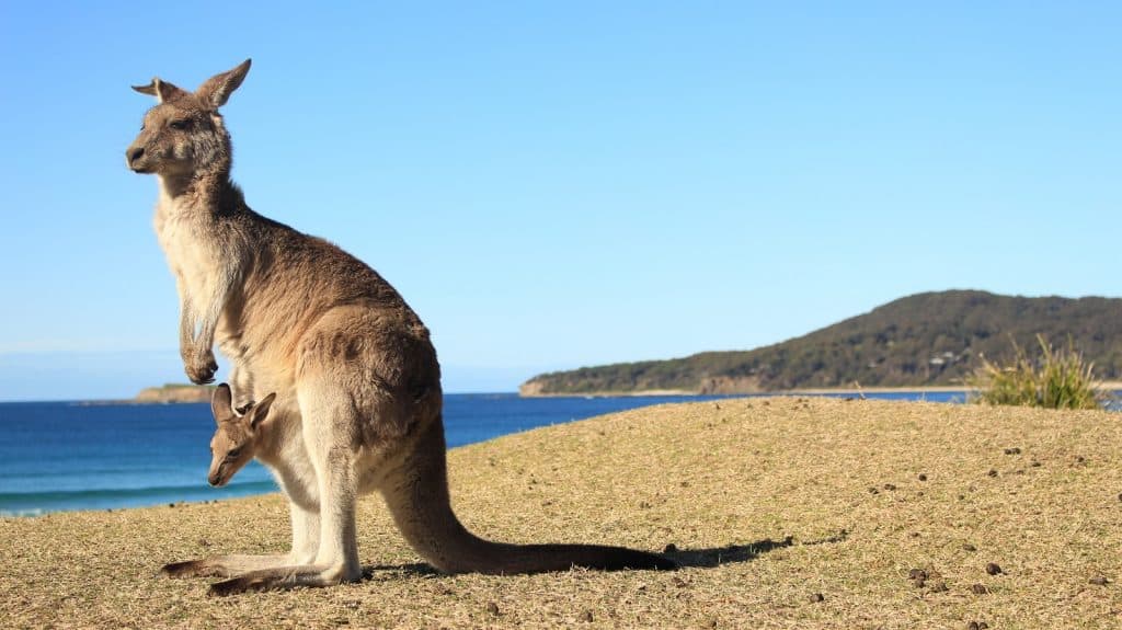 Canguro, Australia