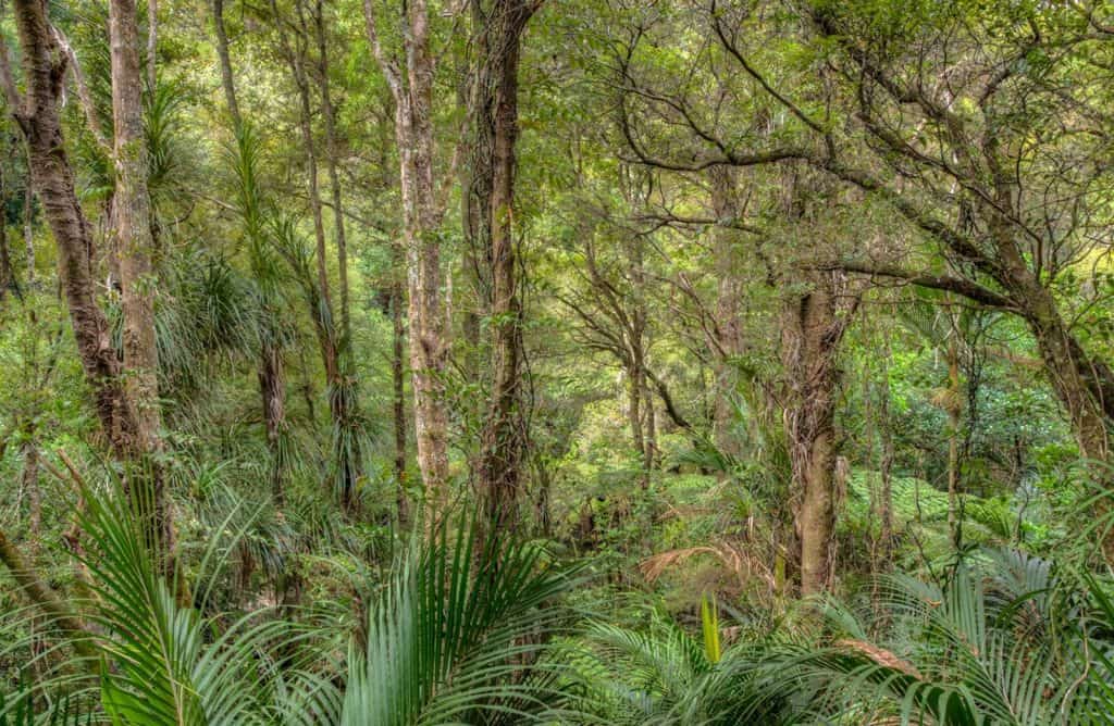 Kauri Forest