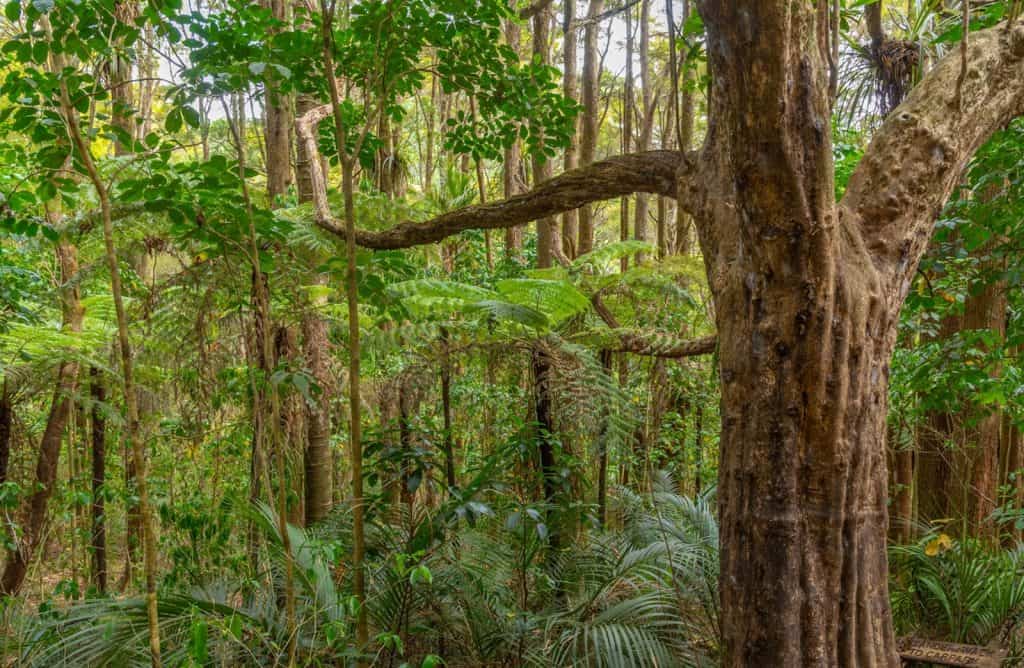 Kauri Forest