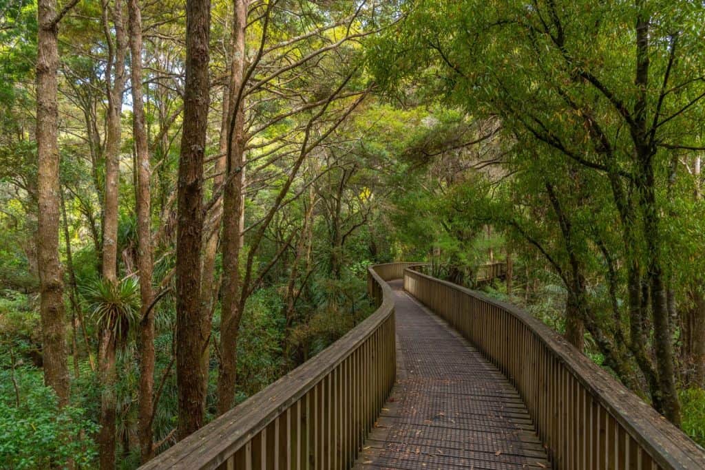 Kauri Forest