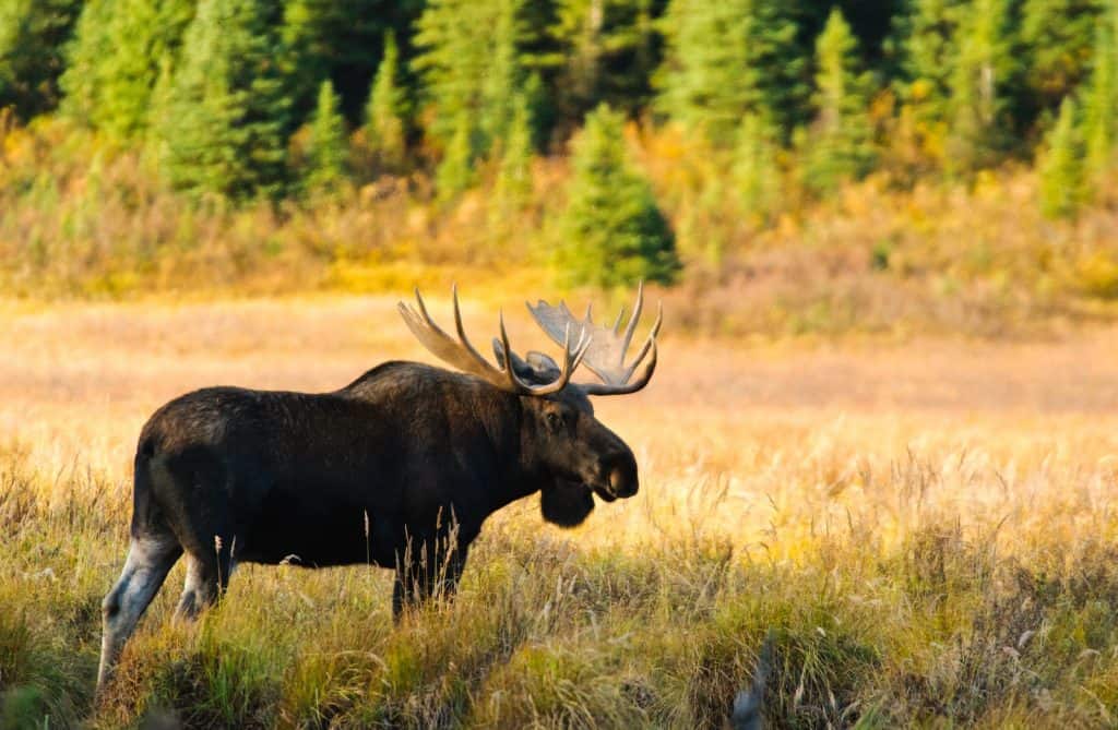 Moose Mountain Provincial Park