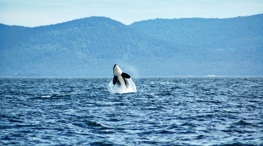 Orcas del mar, isla de Vancouver