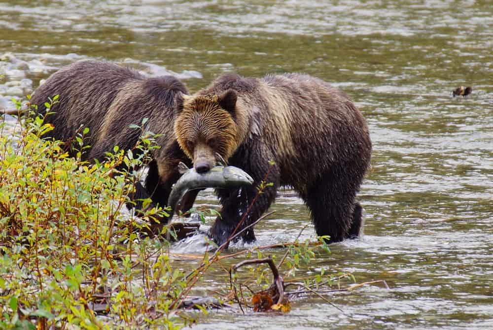 Ver osos atrapando salmones