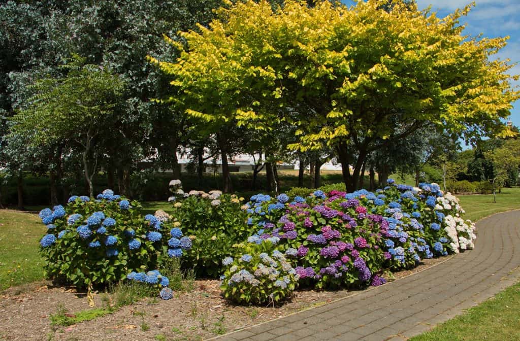 Otepuni Gardens