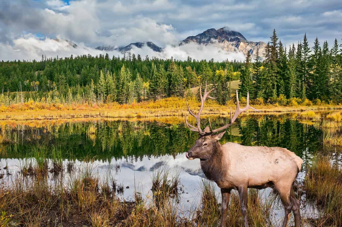 Parque Nacional Jasper