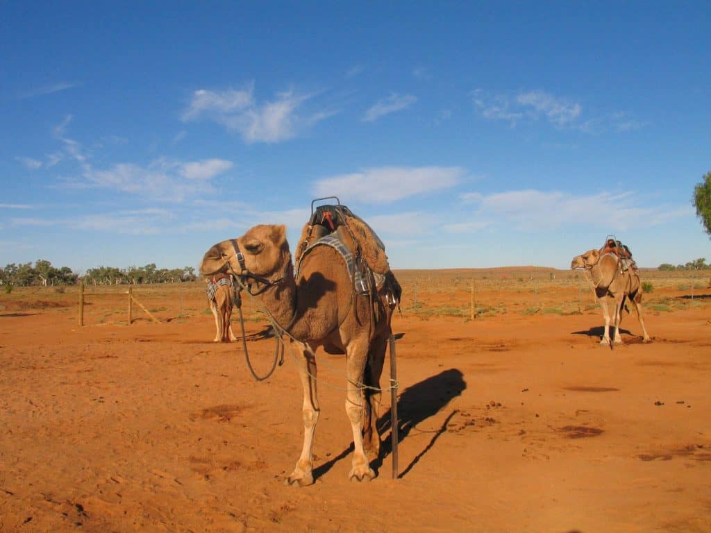 Pyndan Camel Tracks Alice Spring