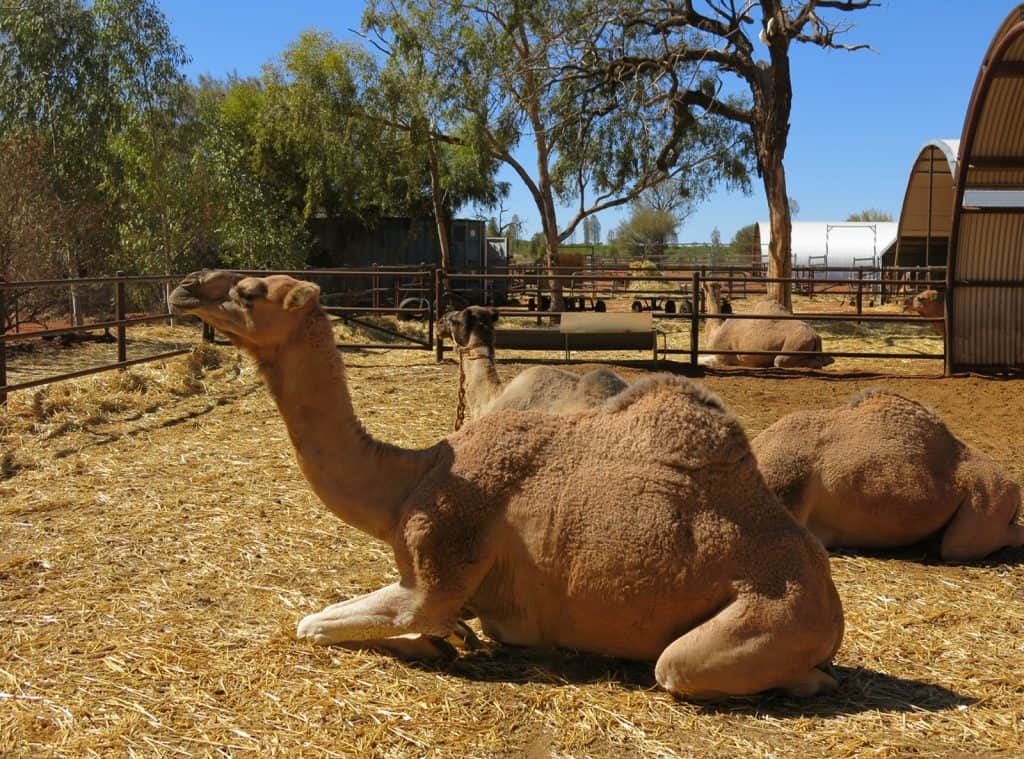 Pyndan Camel Tracks Alice Spring