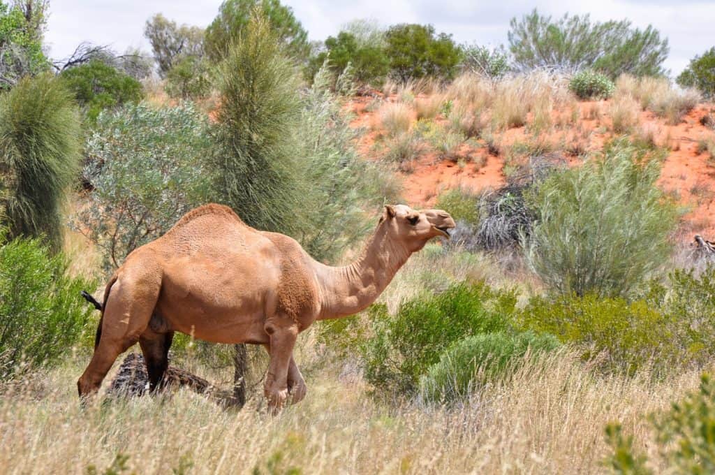 Pyndan Camel Tracks Alice Spring