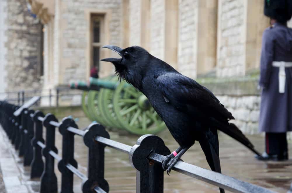 Raven-Tower of London