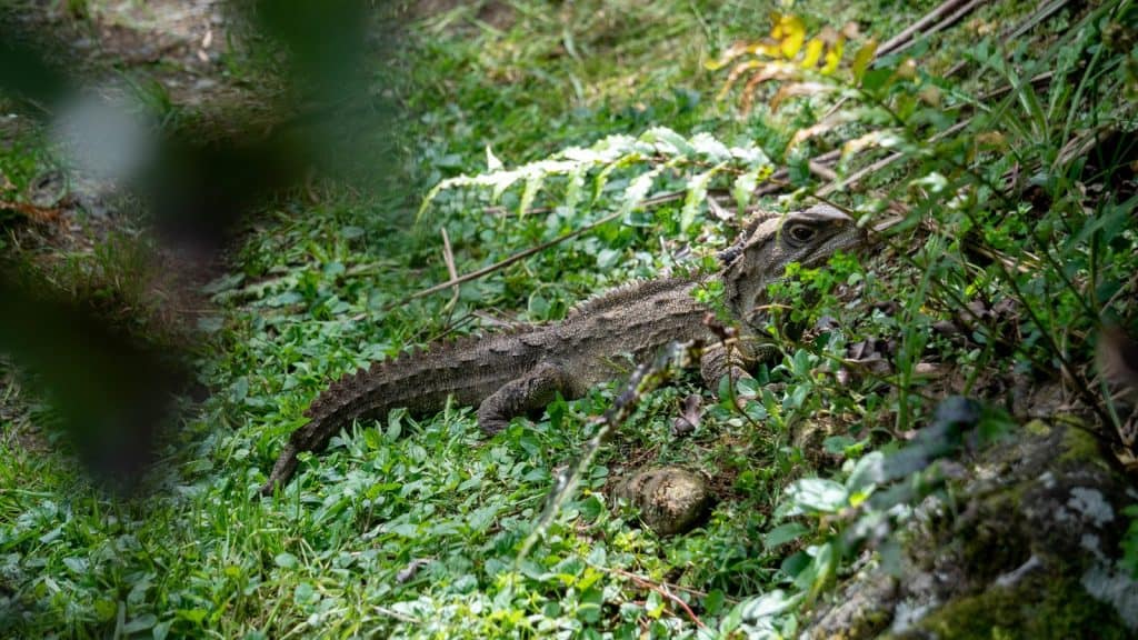 Sanctuary Mountain – Maungatautari