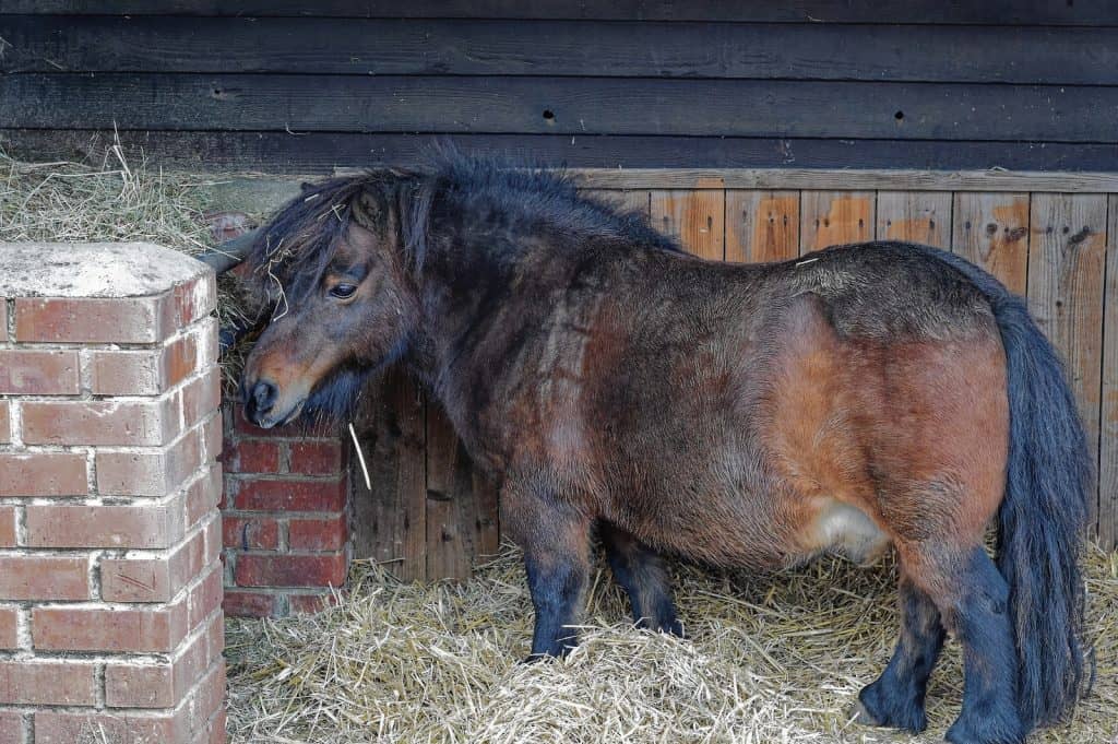 The Exmoor Pony Centre