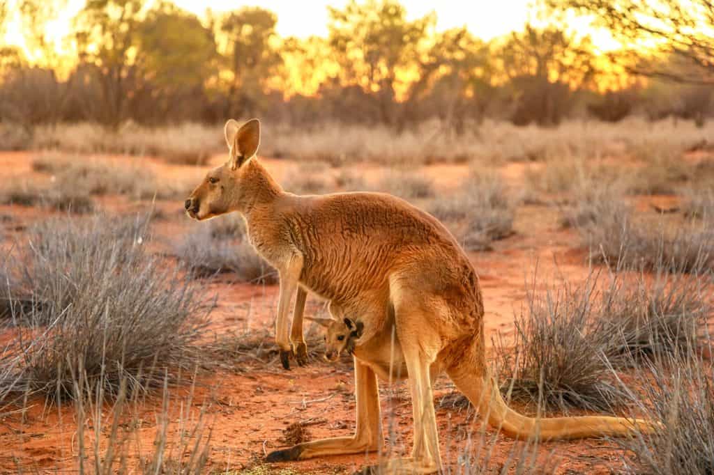 The Kangaroo Sanctuary