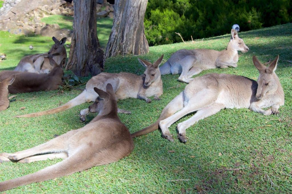 The Kangaroo Sanctuary