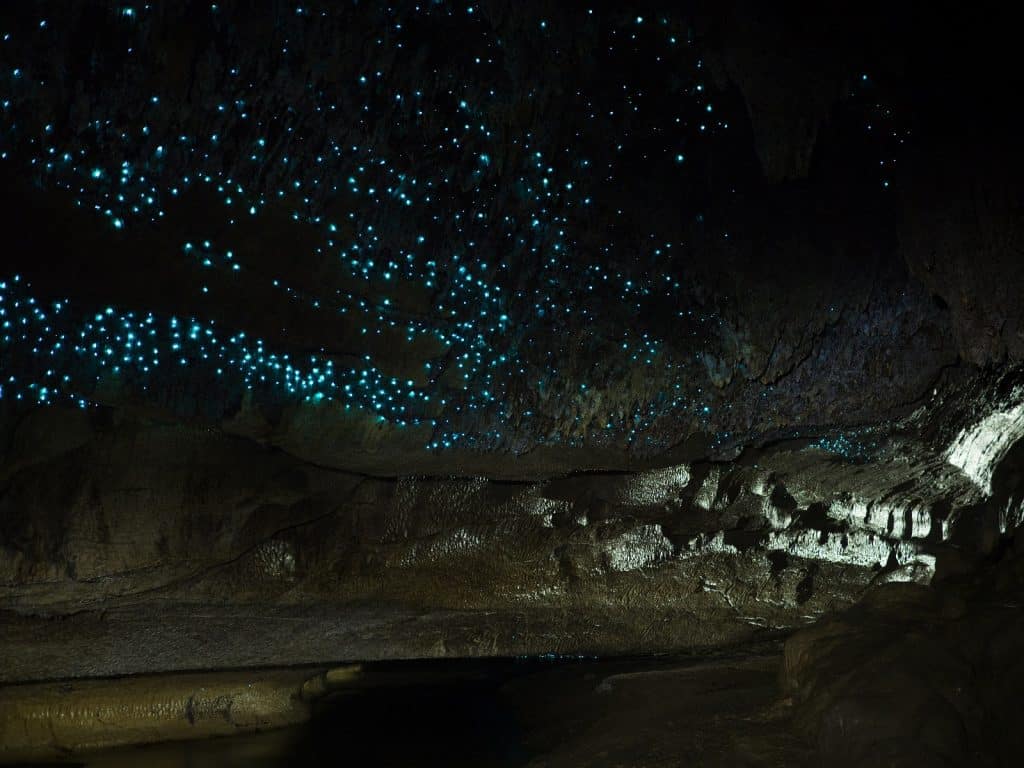 Cuevas Waitomo Glowworm