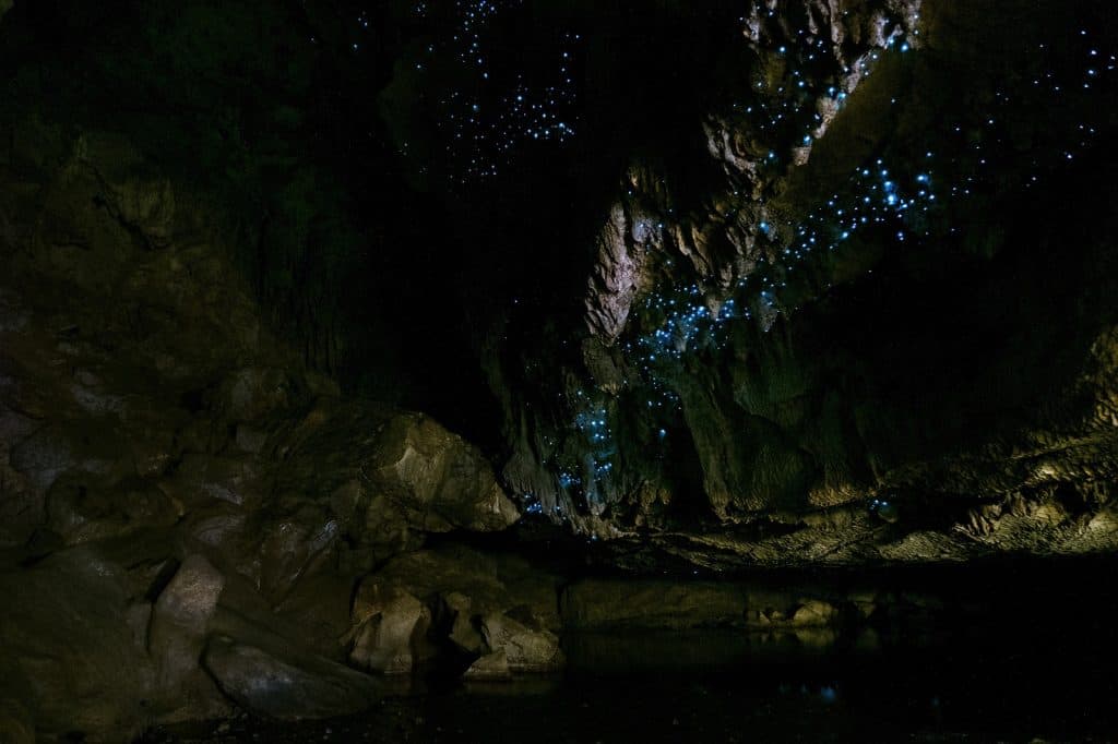 Cuevas Waitomo Glowworm