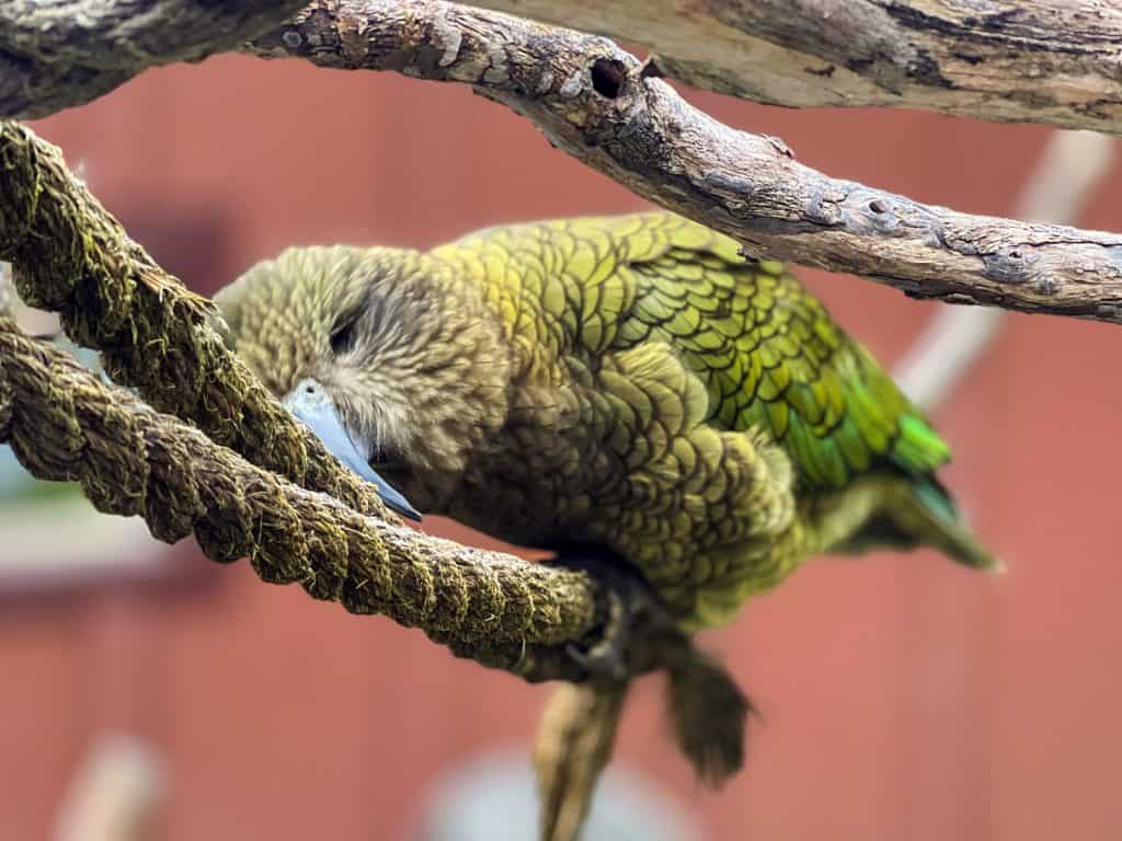 Zoológico de Wellington