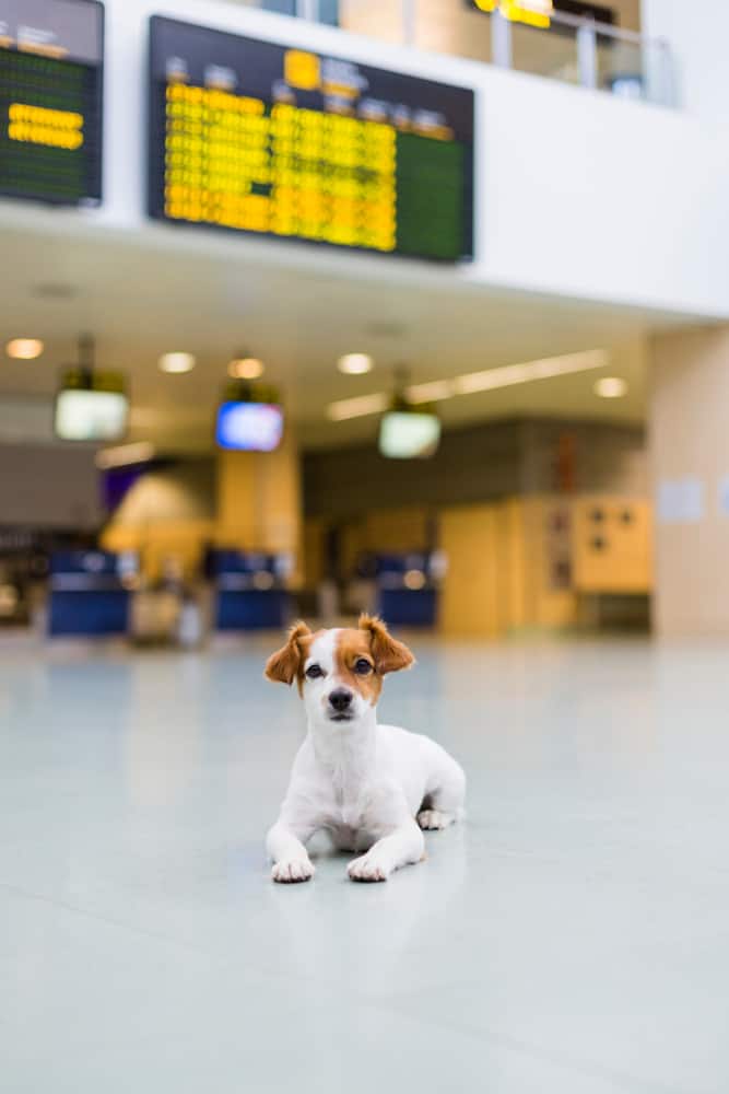 Perro esperando en el aeropuerto