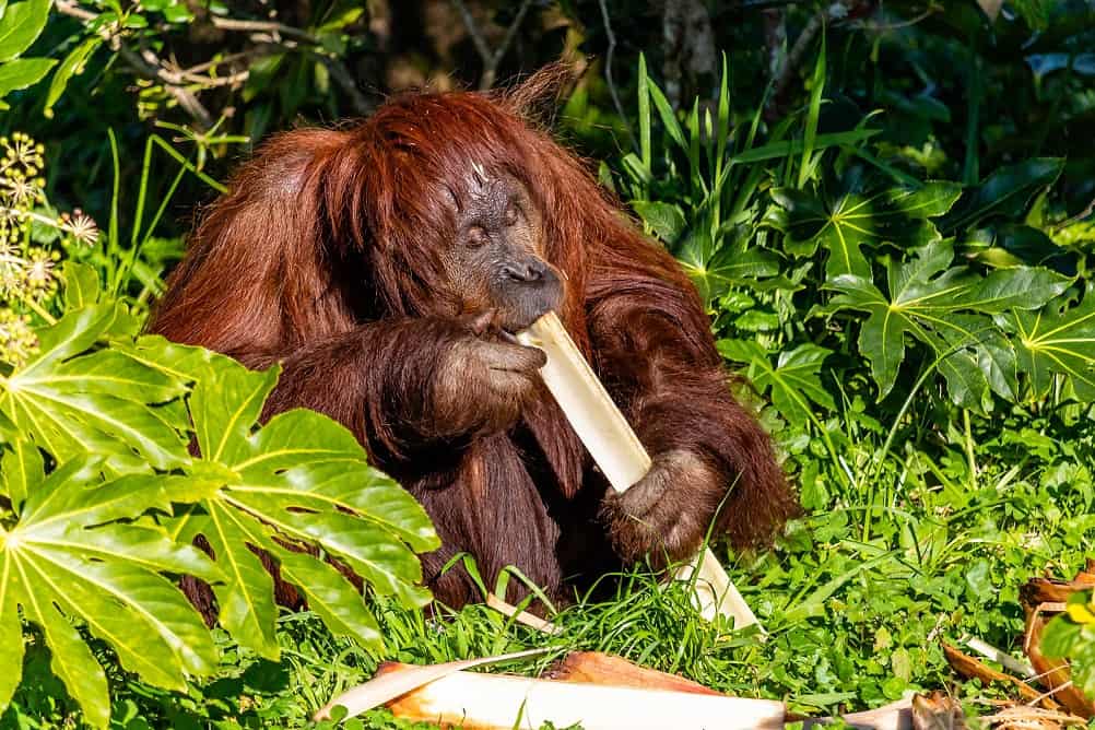 Orangután de Borneo se alimenta de bambú. Zoológico de Auckland